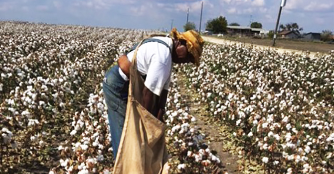 Cotton Picking Day