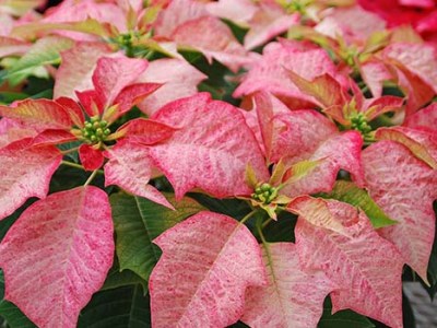 Holiday plant legends and lore to the Christmas season
