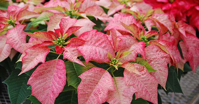 Holiday plant legends and lore to the Christmas season